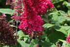 Zwerg-Schmetterlingsflieder / Zwerg-Sommerflieder Butterfly Candy ® 'Little Ruby' - Buddleja davidii Butterfly Candy ® 'Little Ruby'