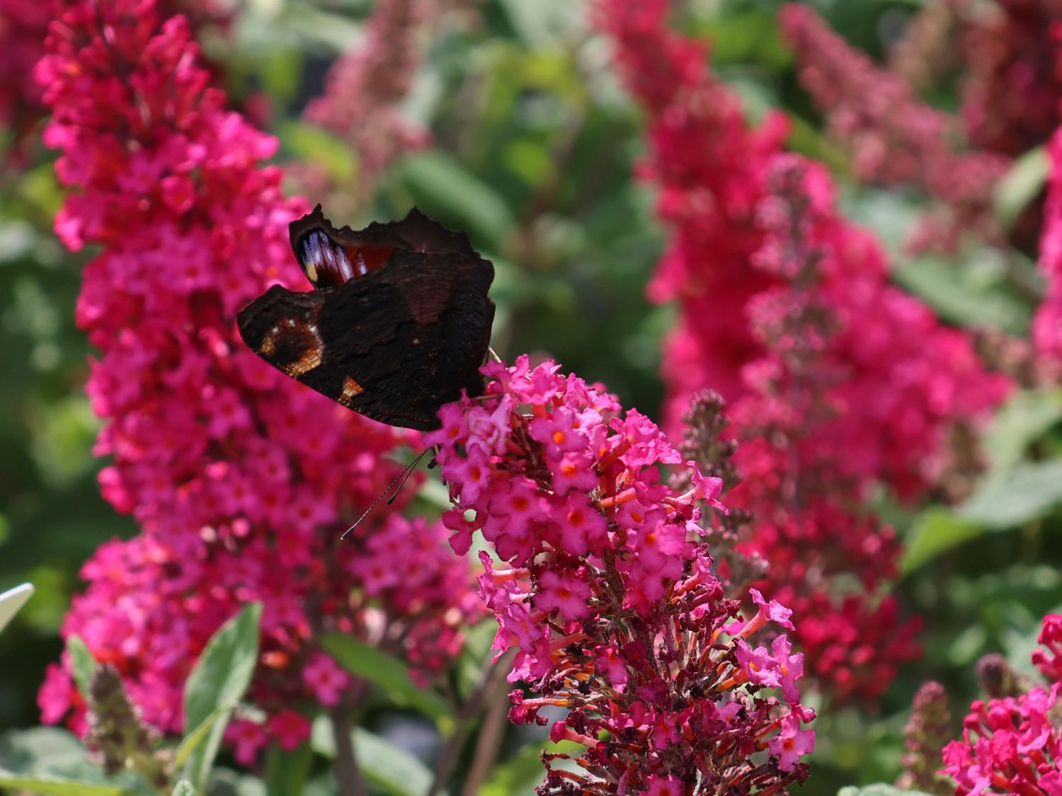 Zwerg-Schmetterlingsflieder / Zwerg-Sommerflieder Butterfly Candy ® 'Little Ruby' - Buddleja davidii Butterfly Candy ® 'Little Ruby'