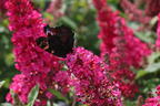Zwerg-Schmetterlingsflieder / Zwerg-Sommerflieder Butterfly Candy ® 'Little Ruby' - Buddleja davidii Butterfly Candy ® 'Little Ruby'