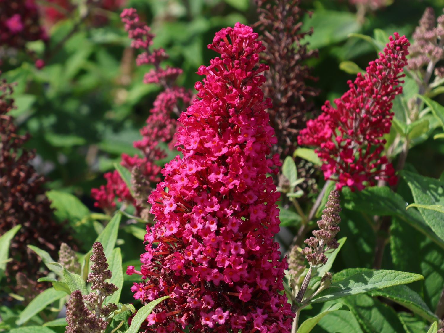Zwerg-Schmetterlingsflieder / Zwerg-Sommerflieder Butterfly Candy ® 'Little Ruby' - Buddleja davidii Butterfly Candy ® 'Little Ruby'