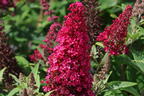 Zwerg-Schmetterlingsflieder / Zwerg-Sommerflieder Butterfly Candy ® 'Little Ruby' - Buddleja davidii Butterfly Candy ® 'Little Ruby'
