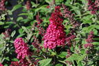 Zwerg-Schmetterlingsflieder / Zwerg-Sommerflieder Butterfly Candy ® 'Little Ruby' - Buddleja davidii Butterfly Candy ® 'Little Ruby'