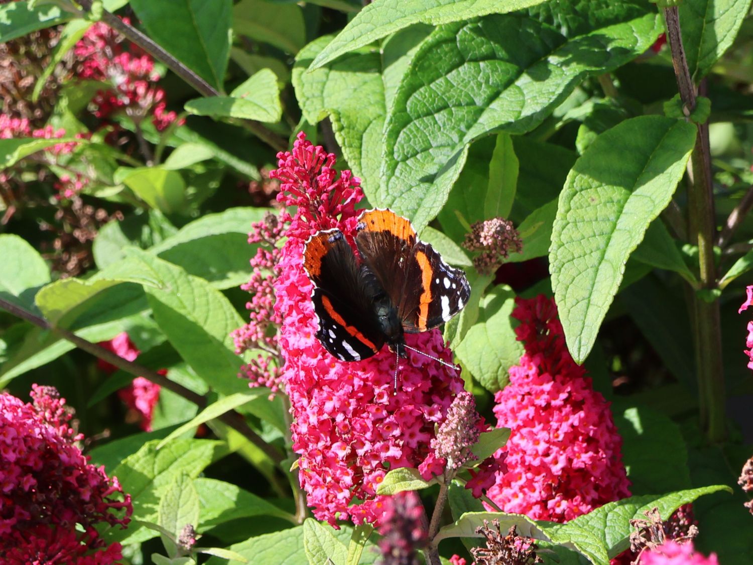 Zwerg-Schmetterlingsflieder / Zwerg-Sommerflieder Butterfly Candy ® 'Little Ruby' - Buddleja davidii Butterfly Candy ® 'Little Ruby'