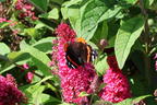Zwerg-Schmetterlingsflieder / Zwerg-Sommerflieder Butterfly Candy ® 'Little Ruby' - Buddleja davidii Butterfly Candy ® 'Little Ruby'