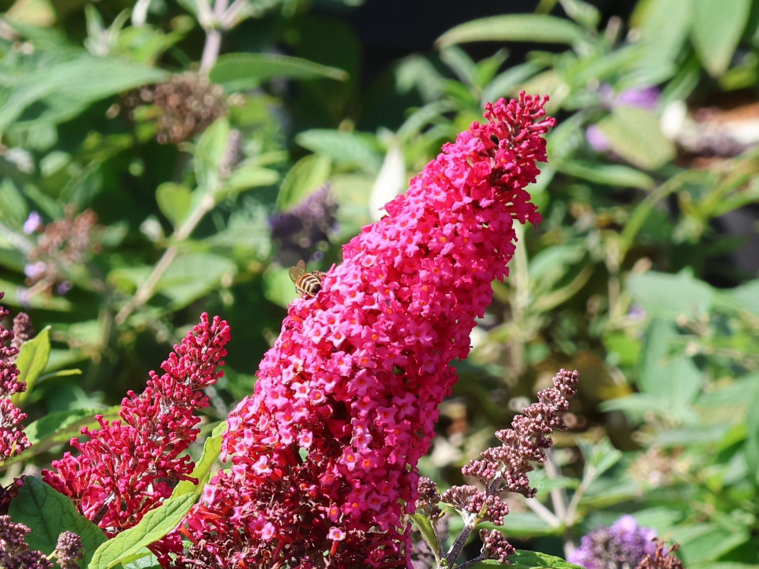 Zwerg-Schmetterlingsflieder / Zwerg-Sommerflieder Butterfly Candy ® 'Little Ruby' - Buddleja davidii Butterfly Candy ® 'Little Ruby'