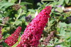 Zwerg-Schmetterlingsflieder / Zwerg-Sommerflieder Butterfly Candy ® 'Little Ruby' - Buddleja davidii Butterfly Candy ® 'Little Ruby'