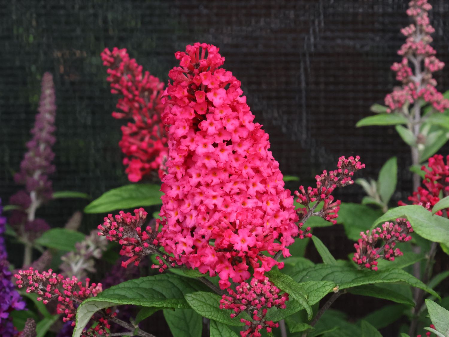 Zwerg-Schmetterlingsflieder / Zwerg-Sommerflieder Butterfly Candy ® 'Little Ruby' - Buddleja davidii Butterfly Candy ® 'Little Ruby'