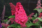 Zwerg-Schmetterlingsflieder / Zwerg-Sommerflieder Butterfly Candy ® 'Little Ruby' - Buddleja davidii Butterfly Candy ® 'Little Ruby'