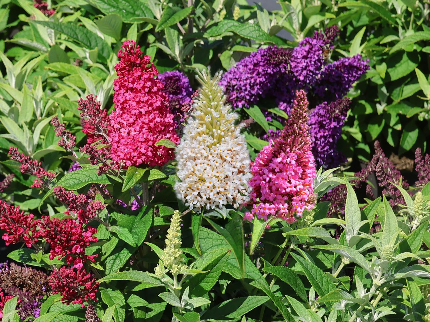 Zwerg-Schmetterlingsflieder / Zwerg-Sommerflieder Butterfly Candy ® - Paket aus 4 Sorten