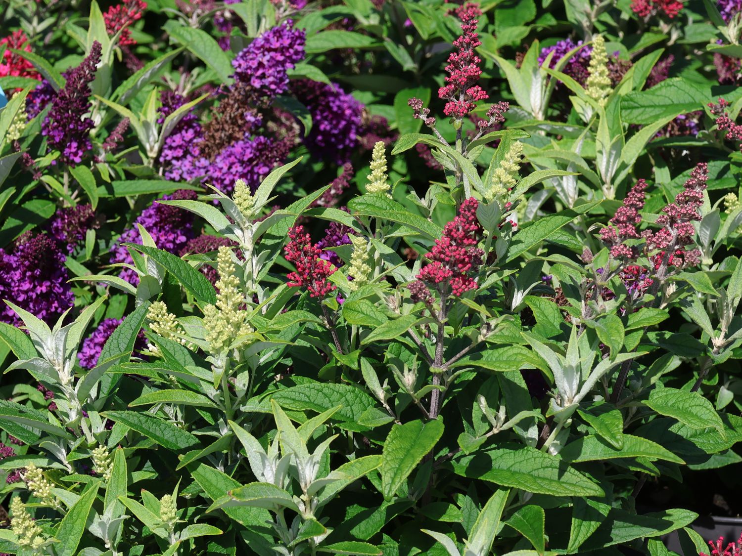 Zwerg-Schmetterlingsstrauch / Sommerflieder Butterfly Candy ® Trio ('Lila Sweetheart' / 'Little White' / 'Little Ruby') - Buddleja davidii Butterfly Candy ® Trio ('Lila Sweetheart' / 'Little White' / 'Little Ruby')