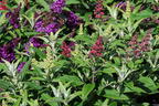 Zwerg-Schmetterlingsstrauch / Sommerflieder Butterfly Candy ® Trio ('Lila Sweetheart' / 'Little White' / 'Little Ruby') - Buddleja davidii Butterfly Candy ® Trio ('Lila Sweetheart' / 'Little White' / 'Little Ruby')