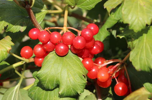 Zwerg-Schneeball 'Compactum' - Viburnum opulus 'Compactum'