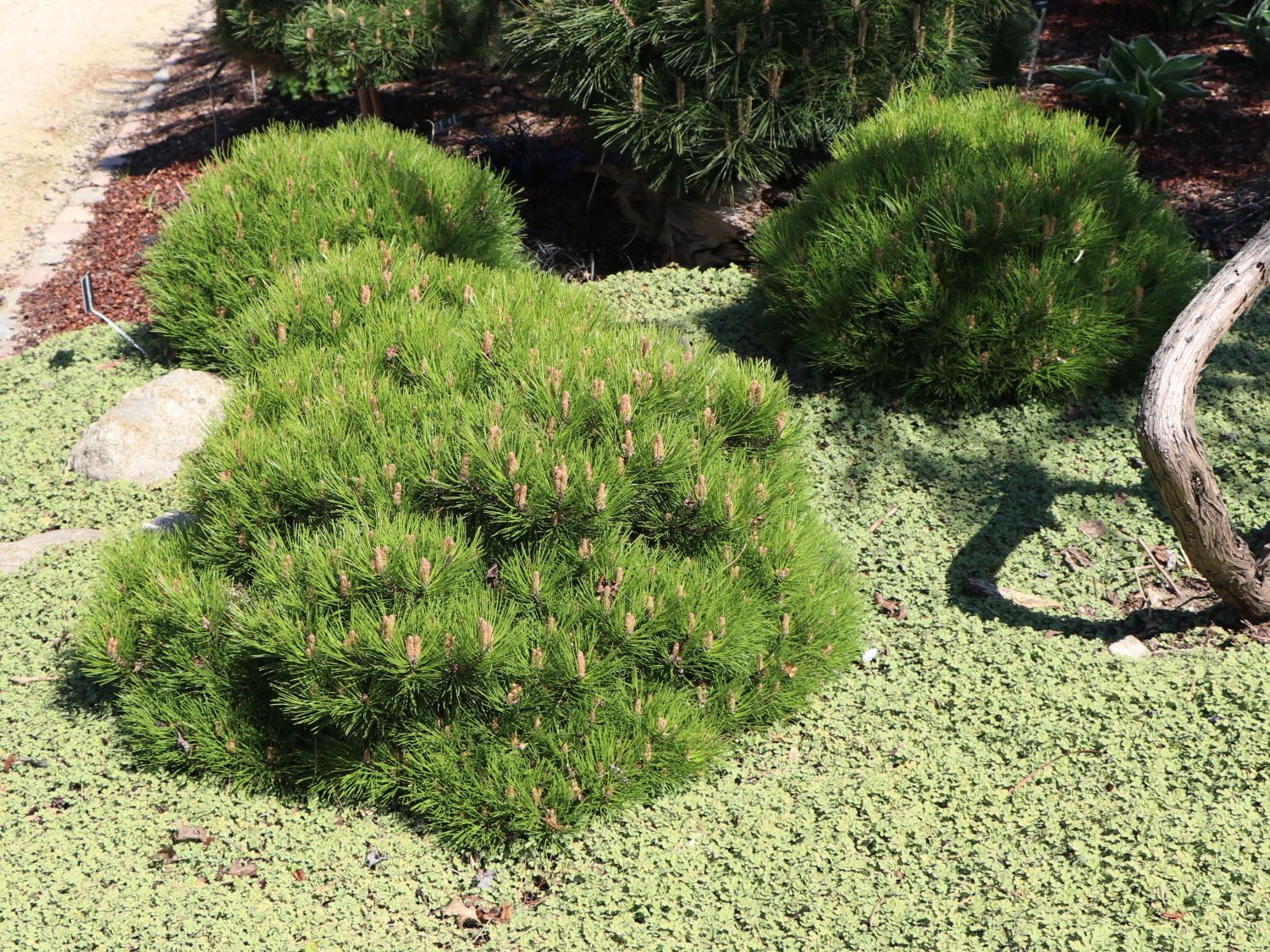 Zwerg-Schwarzkiefer 'Marie Brégeon' - Pinus nigra 'Marie Brégeon'