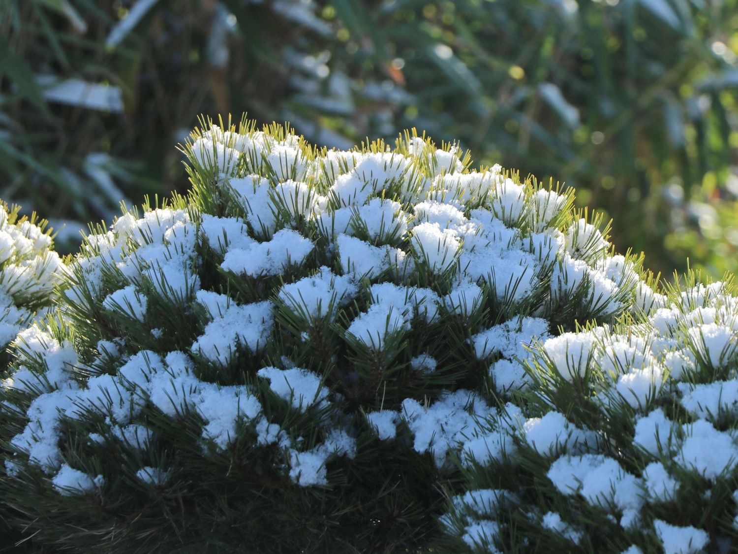 Zwerg-Schwarzkiefer 'Marie Brégeon' - Pinus nigra 'Marie Brégeon'