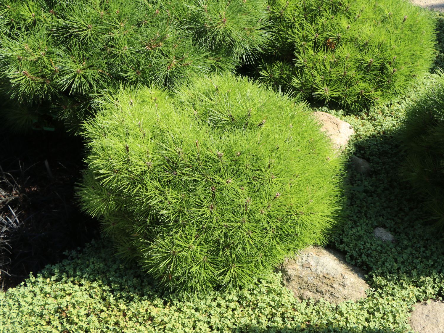 Zwerg-Schwarzkiefer 'Marie Brégeon' - Pinus nigra 'Marie Brégeon'