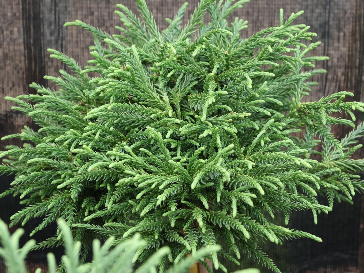 Zwerg-Sicheltanne 'Little Champion'