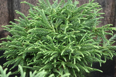 Zwerg-Sicheltanne 'Little Champion' - Cryptomeria japonica 'Little Champion'