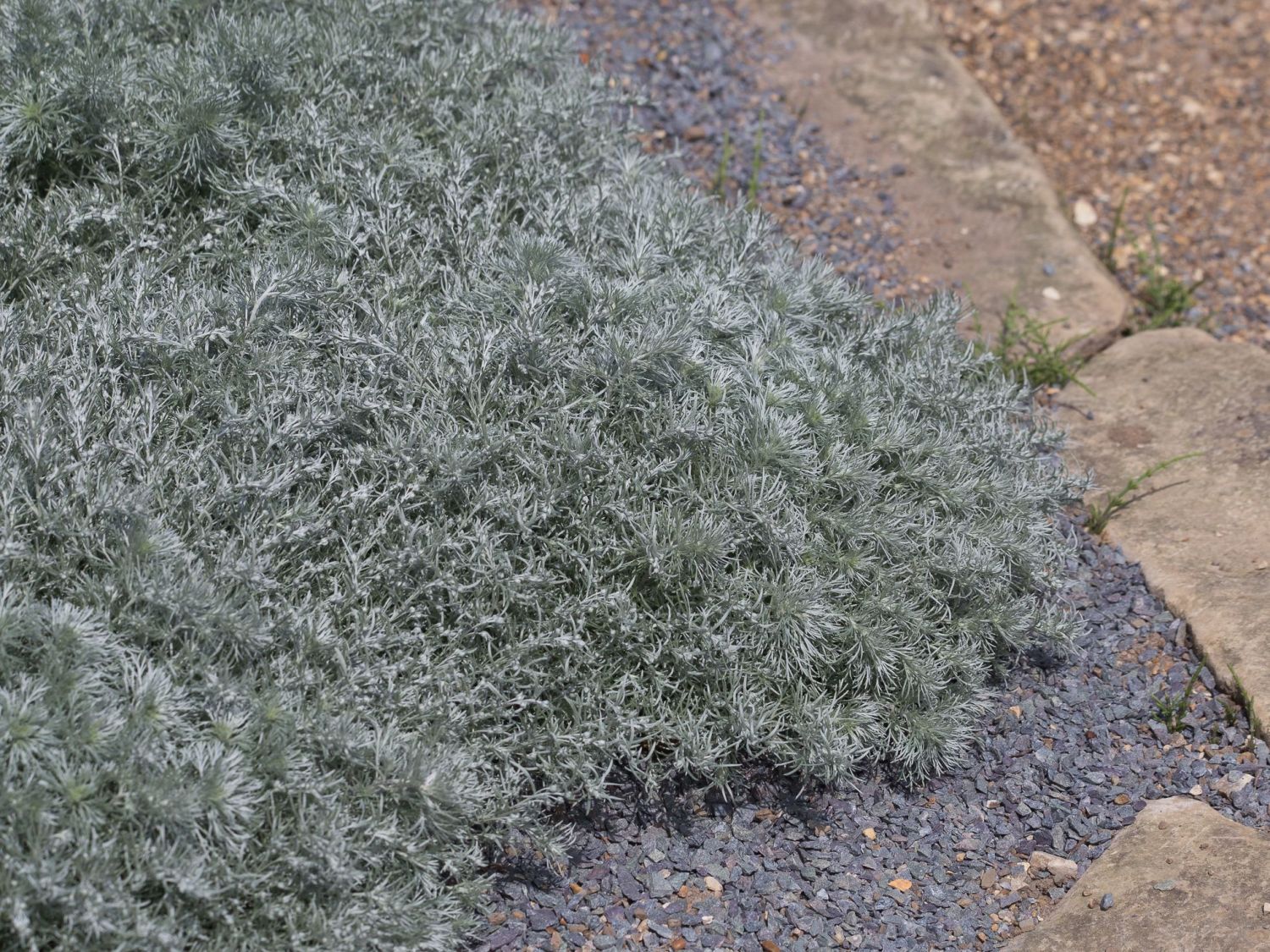 Zwerg-Silberraute 'Nana'