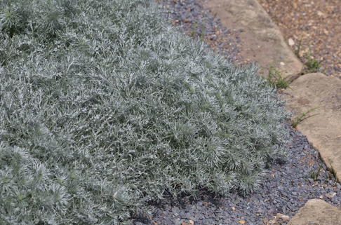 Zwerg-Silberraute 'Nana' - Artemisia schmidtiana 'Nana'