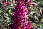Zwerg-Sommerflieder / Schmetterlingsstrauch 'BUZZ ® Hot Raspberry' - Buddleja davidii 'BUZZ ® Hot Raspberry'