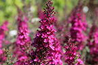 Zwerg-Sommerflieder / Schmetterlingsstrauch 'BUZZ ® Hot Raspberry' - Buddleja davidii 'BUZZ ® Hot Raspberry'