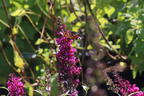Zwerg-Sommerflieder / Schmetterlingsstrauch 'BUZZ ® Hot Raspberry' - Buddleja davidii 'BUZZ ® Hot Raspberry'