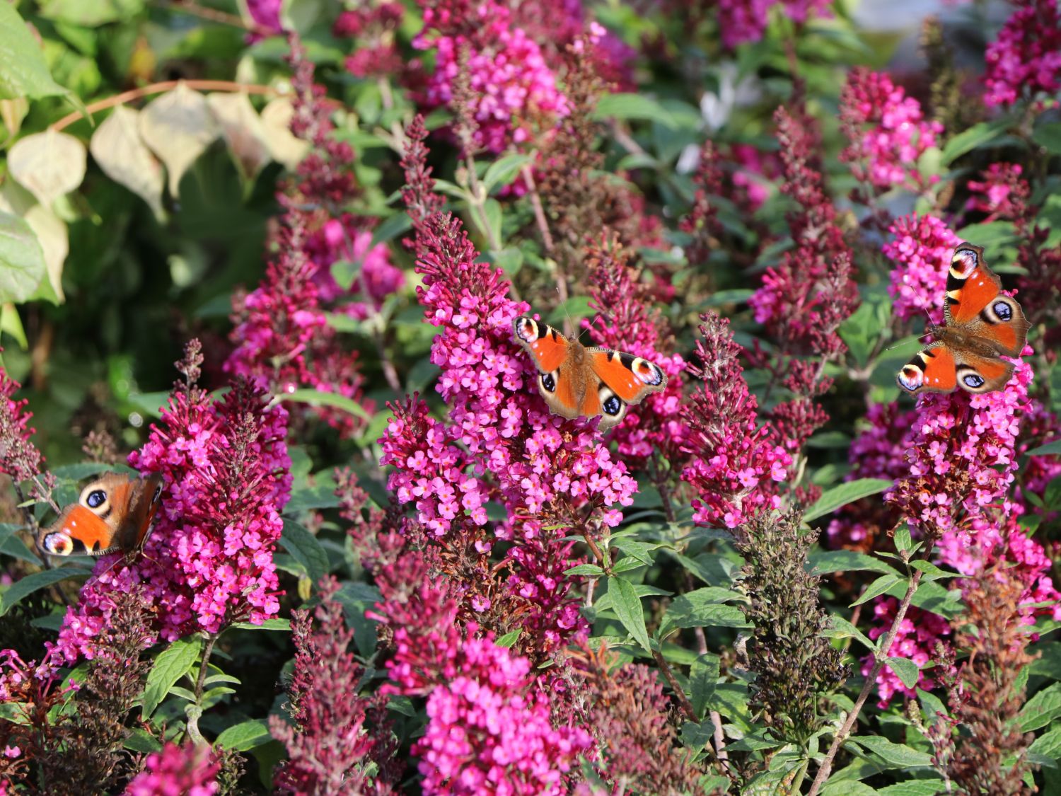 Zwerg-Sommerflieder / Schmetterlingsstrauch 'BUZZ ® Hot Raspberry' - Buddleja davidii 'BUZZ ® Hot Raspberry'