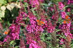 Zwerg-Sommerflieder / Schmetterlingsstrauch 'BUZZ ® Hot Raspberry' - Buddleja davidii 'BUZZ ® Hot Raspberry'