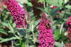 Zwerg-Sommerflieder / Schmetterlingsstrauch 'BUZZ ® Hot Raspberry' - Buddleja davidii 'BUZZ ® Hot Raspberry'