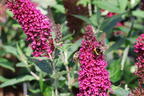 Zwerg-Sommerflieder / Schmetterlingsstrauch 'BUZZ ® Hot Raspberry' - Buddleja davidii 'BUZZ ® Hot Raspberry'