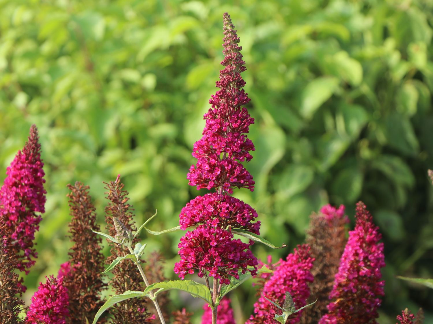 Zwerg-Sommerflieder / Schmetterlingsstrauch 'BUZZ ® Magenta' - Buddleja davidii 'BUZZ ® Magenta'