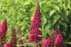 Zwerg-Sommerflieder / Schmetterlingsstrauch 'BUZZ ® Magenta' - Buddleja davidii 'BUZZ ® Magenta'
