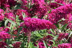 Zwerg-Sommerflieder / Schmetterlingsstrauch 'BUZZ ® Magenta' - Buddleja davidii 'BUZZ ® Magenta'