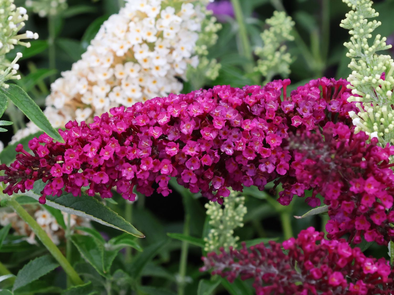 Zwerg-Sommerflieder / Schmetterlingsstrauch 'BUZZ ® Magenta' - Buddleja davidii 'BUZZ ® Magenta'