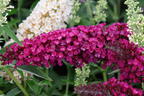 Zwerg-Sommerflieder / Schmetterlingsstrauch 'BUZZ ® Magenta' - Buddleja davidii 'BUZZ ® Magenta'