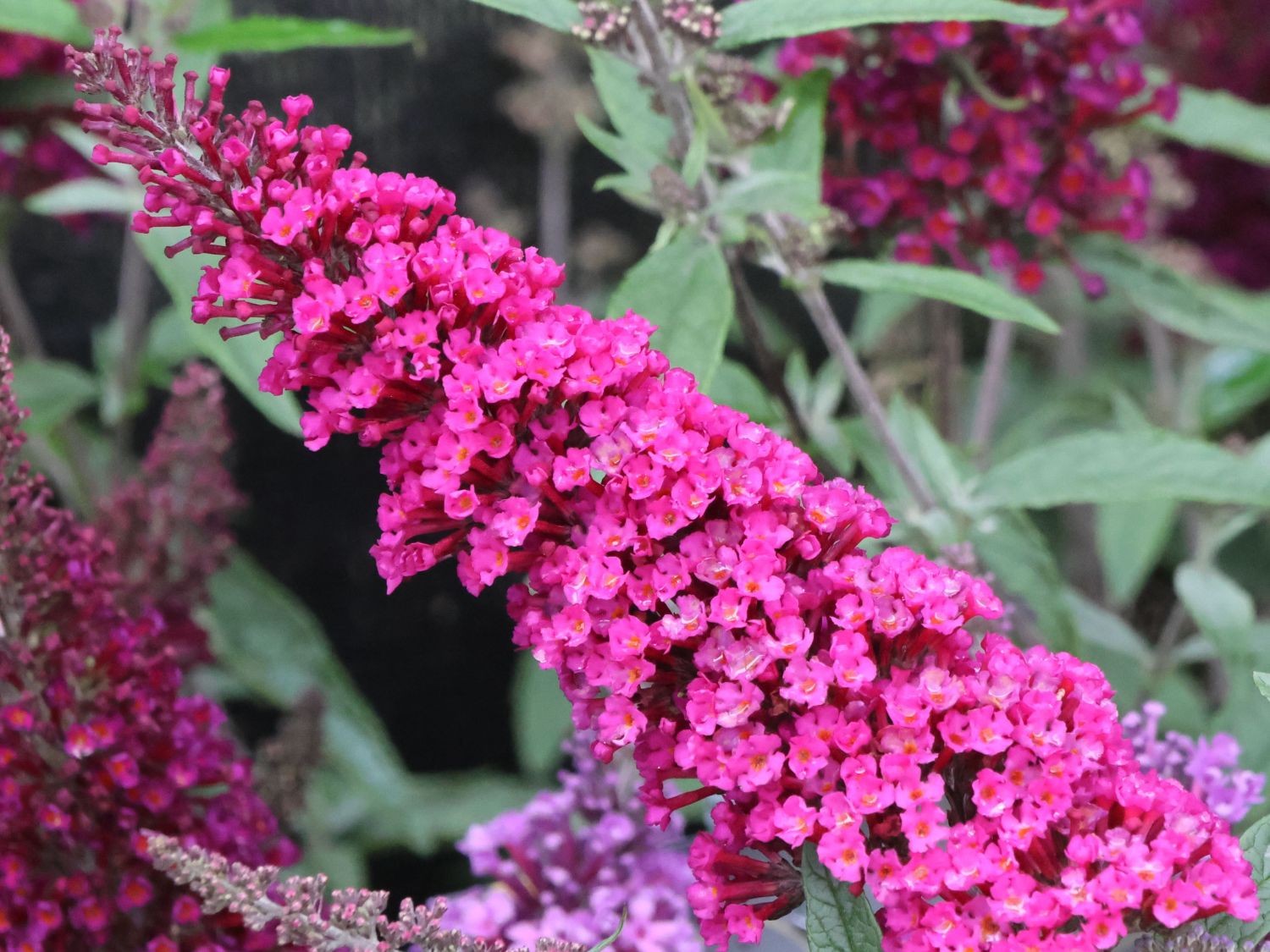 Zwerg-Sommerflieder / Schmetterlingsstrauch 'BUZZ ® Magenta' - Buddleja davidii 'BUZZ ® Magenta'