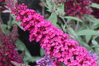 Zwerg-Sommerflieder / Schmetterlingsstrauch 'BUZZ ® Magenta' - Buddleja davidii 'BUZZ ® Magenta'