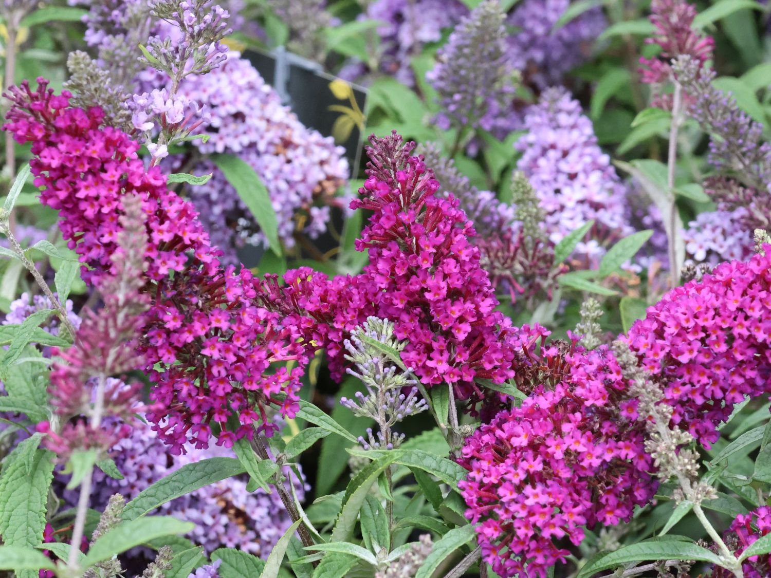 Zwerg-Sommerflieder / Schmetterlingsstrauch 'BUZZ ® Magenta' - Buddleja davidii 'BUZZ ® Magenta'