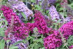 Zwerg-Sommerflieder / Schmetterlingsstrauch 'BUZZ ® Magenta' - Buddleja davidii 'BUZZ ® Magenta'