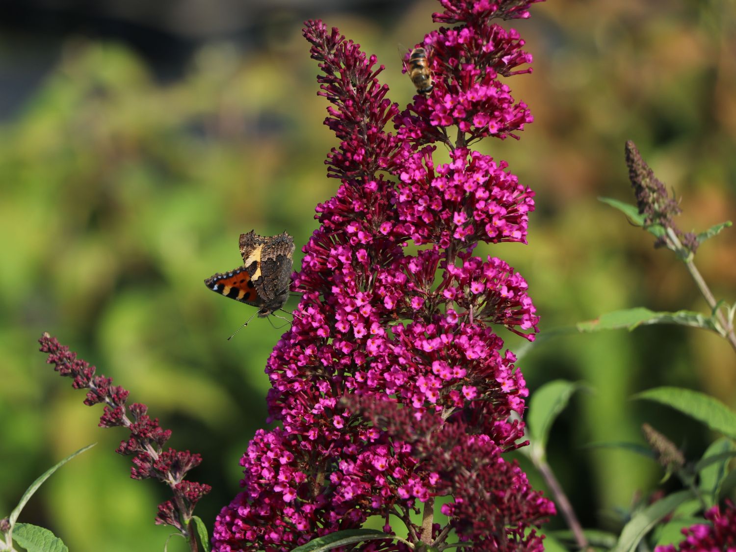 Zwerg-Sommerflieder / Schmetterlingsstrauch 'BUZZ ® Velvet' - Buddleja davidii 'BUZZ ® Velvet'