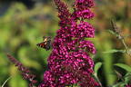 Zwerg-Sommerflieder / Schmetterlingsstrauch 'BUZZ ® Velvet' - Buddleja davidii 'BUZZ ® Velvet'