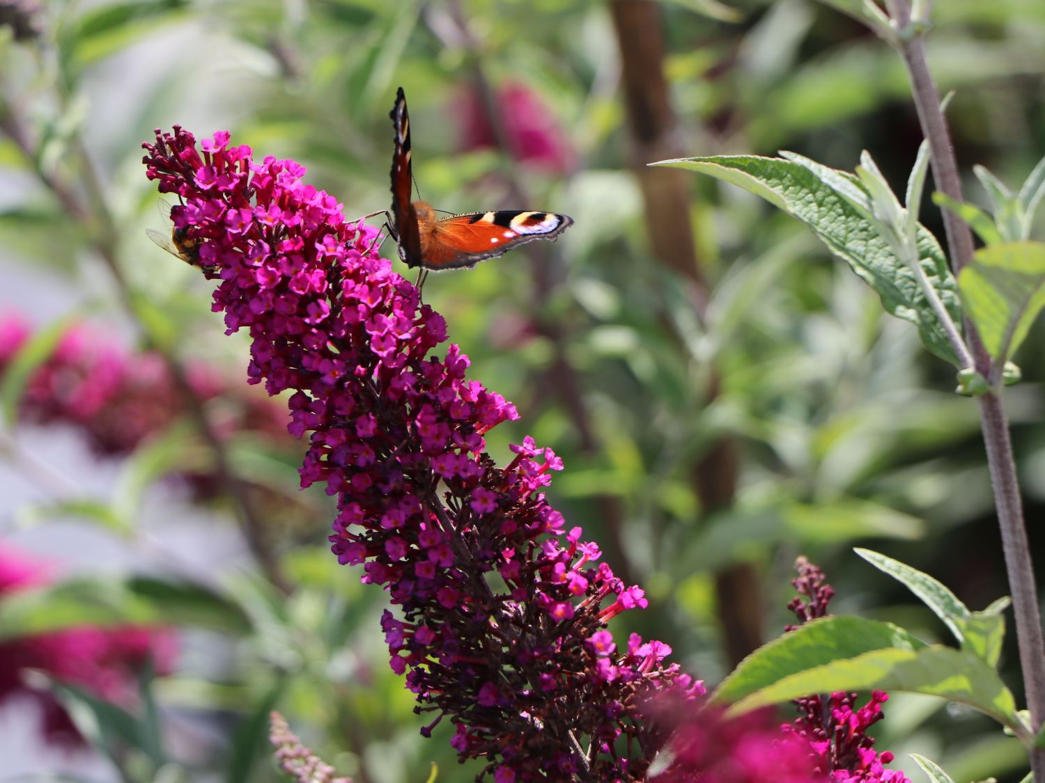Zwerg-Sommerflieder / Schmetterlingsstrauch 'BUZZ ® Velvet' - Buddleja davidii 'BUZZ ® Velvet'