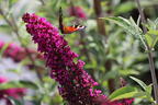Zwerg-Sommerflieder / Schmetterlingsstrauch 'BUZZ ® Velvet' - Buddleja davidii 'BUZZ ® Velvet'