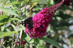 Zwerg-Sommerflieder / Schmetterlingsstrauch 'BUZZ ® Velvet' - Buddleja davidii 'BUZZ ® Velvet'