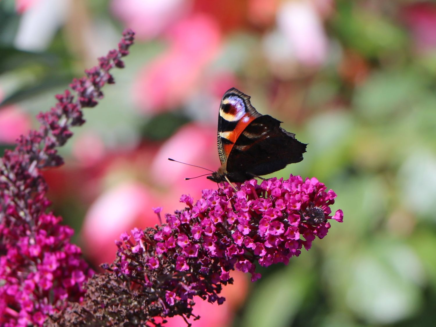 Zwerg-Sommerflieder / Schmetterlingsstrauch 'BUZZ ® Velvet' - Buddleja davidii 'BUZZ ® Velvet'