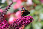 Zwerg-Sommerflieder / Schmetterlingsstrauch 'BUZZ ® Velvet' - Buddleja davidii 'BUZZ ® Velvet'