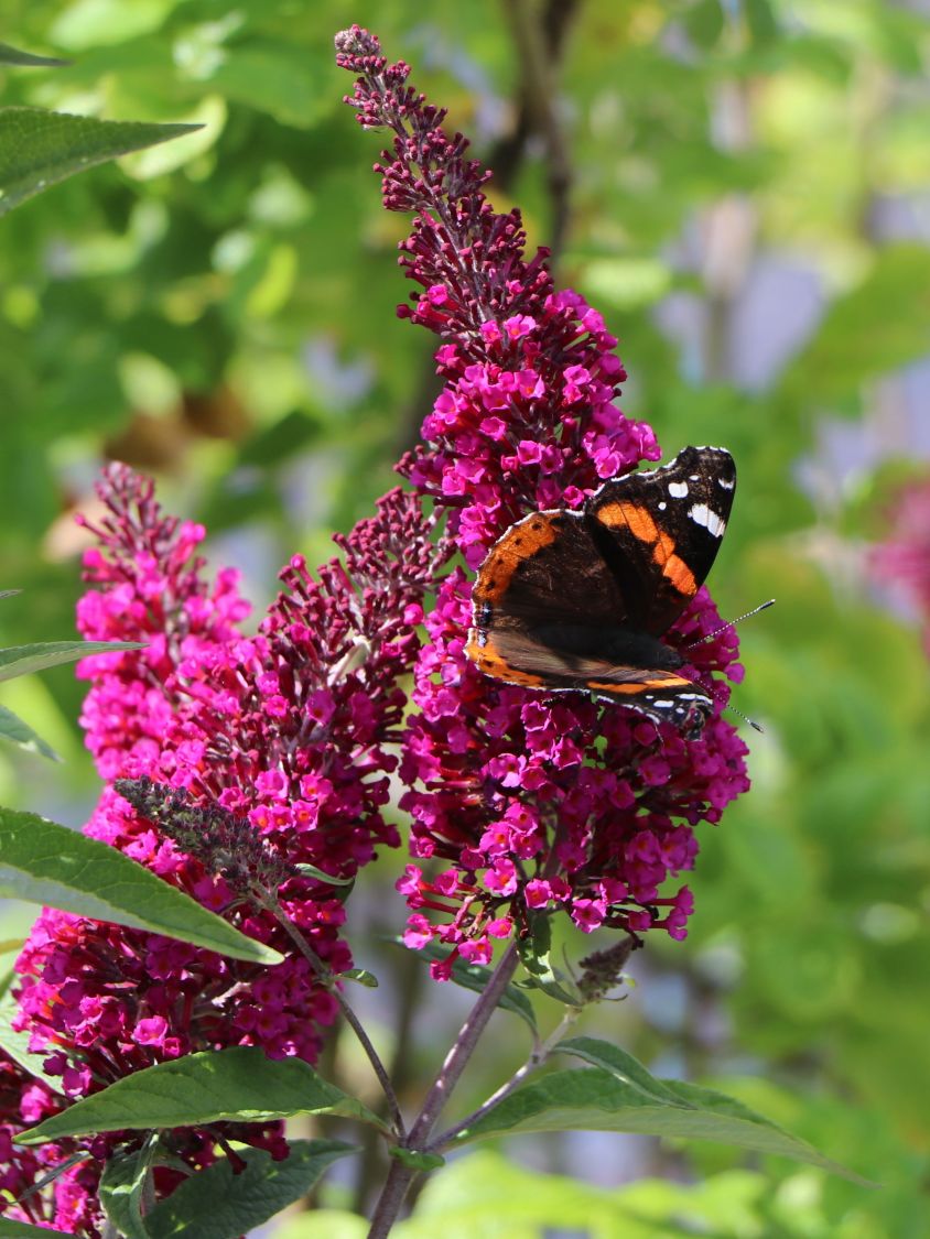 Zwerg-Sommerflieder / Schmetterlingsstrauch 'BUZZ ® Velvet' - Buddleja davidii 'BUZZ ® Velvet'