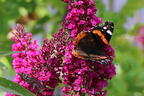 Zwerg-Sommerflieder / Schmetterlingsstrauch 'BUZZ ® Velvet' - Buddleja davidii 'BUZZ ® Velvet'