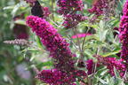Zwerg-Sommerflieder / Schmetterlingsstrauch 'BUZZ ® Velvet' - Buddleja davidii 'BUZZ ® Velvet'