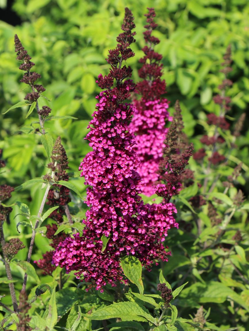Zwerg-Sommerflieder / Schmetterlingsstrauch 'BUZZ ® Velvet' - Buddleja davidii 'BUZZ ® Velvet'
